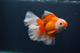 Thai Oranda  Red White 5 Inch (ID#0107T2b-71) Free2Day SHIPPING