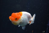 Juvenile Lionchu  Red White 3.5 Inch (ID#1018R11b-32) Free2Day SHIPPING