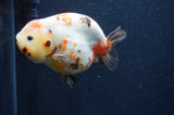 Milk Cow Ranchu  Calico 5 Inch (ID#415R10a-89) Free2Day SHIPPING