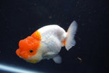 Juvenile Lionchu  Red White 3.5 Inch (ID#1018R11b-32) Free2Day SHIPPING