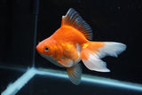 Ryukin Long Tail Red White 5 Inch (ID#1220Ry7b-3) Free2Day SHIPPING