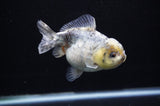 Yuan Bao Oranda  Granite 4 Inch (ID#307Yb10b-48) Free2Day SHIPPING