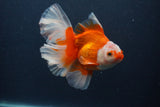 Thai Oranda  Red White 5 Inch (ID#0107T2b-71) Free2Day SHIPPING