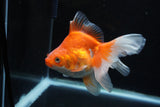 Ryukin Long Tail Red White 5 Inch (ID#1220Ry7b-3) Free2Day SHIPPING