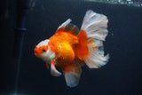 Thai Oranda  Red White 5 Inch (ID#0107T2b-71) Free2Day SHIPPING