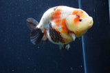 Milk Cow Ranchu  Calico 5 Inch (ID#415R10a-89) Free2Day SHIPPING