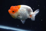 Juvenile Lionchu  Red White 3.5 Inch (ID#1018R11b-32) Free2Day SHIPPING