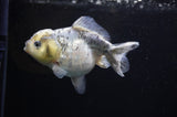 Yuan Bao Oranda  Granite 4 Inch (ID#307Yb10b-48) Free2Day SHIPPING