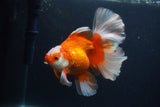 Thai Oranda  Red White 5 Inch (ID#0107T2b-71) Free2Day SHIPPING