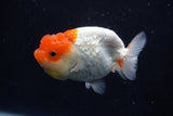 Juvenile Lionchu  Red White 3.5 Inch (ID#1018R11b-32) Free2Day SHIPPING