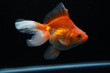 Ryukin Long Tail Red White 5 Inch (ID#1220Ry7b-3) Free2Day SHIPPING