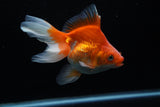 Ryukin Long Tail Red White 5 Inch (ID#1220Ry7b-3) Free2Day SHIPPING