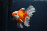 Thai Oranda  Red White 5 Inch (ID#0107T2b-71) Free2Day SHIPPING