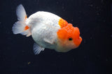 Juvenile Lionchu  Red White 3.5 Inch (ID#1018R11b-32) Free2Day SHIPPING