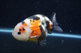 Milk Cow Ranchu  Calico 4.5 Inch (ID#415R10a-90) Free2Day SHIPPING