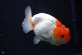 Juvenile Lionchu  Red White 3.5 Inch (ID#1018R11b-32) Free2Day SHIPPING