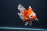 Thai Oranda  Red White 5 Inch (ID#0107T2b-71) Free2Day SHIPPING