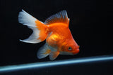 Ryukin Long Tail Red White 5 Inch (ID#1220Ry7b-3) Free2Day SHIPPING