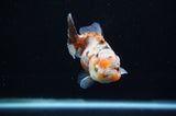 Yuan Bao Oranda  Calico 3.5 Inch (ID#307Yb10b-49) Free2Day SHIPPING