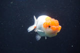 Juvenile Lionchu  Red White 3.5 Inch (ID#1018R11b-32) Free2Day SHIPPING