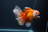 Thai Oranda  Red White 5 Inch (ID#0107T2b-71) Free2Day SHIPPING