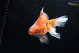 Ryukin Long Tail Red White 5 Inch (ID#1220Ry7b-3) Free2Day SHIPPING