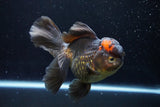 Thai Oranda  Tricolor 5.5 Inch (ID#924To6c-107)