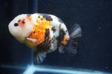 Milk Cow Ranchu  Calico 4.5 Inch (ID#415R10a-90) Free2Day SHIPPING