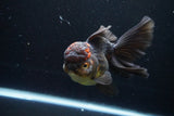 Thai Oranda  Tricolor 5.5 Inch (ID#924To6c-107)