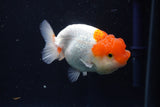 Juvenile Lionchu  Red White 3.5 Inch (ID#1018R11b-32) Free2Day SHIPPING