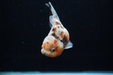Yuan Bao Oranda  Calico 3.5 Inch (ID#307Yb10b-49) Free2Day SHIPPING