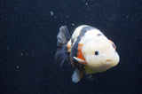 Milk Cow Ranchu  Calico 4.5 Inch (ID#415R10a-90) Free2Day SHIPPING