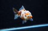 Yuan Bao Oranda  Calico 3.5 Inch (ID#307Yb10b-49) Free2Day SHIPPING