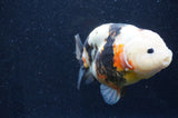 Milk Cow Ranchu  Calico 4.5 Inch (ID#415R10a-90) Free2Day SHIPPING