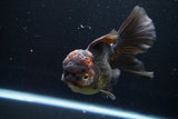 Thai Oranda  Tricolor 5.5 Inch (ID#924To6c-107)