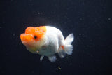 Juvenile Lionchu  Red White 3.5 Inch (ID#1018R11b-32) Free2Day SHIPPING