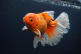 Thai Oranda  Red White 5.5 Inch (ID#0107T2b-72) Free2Day SHIPPING