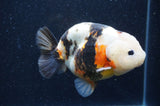 Milk Cow Ranchu  Calico 4.5 Inch (ID#415R10a-90) Free2Day SHIPPING