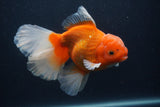 Thai Oranda  Red White 5.5 Inch (ID#0107T2b-72) Free2Day SHIPPING