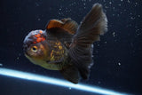 Thai Oranda  Tricolor 5.5 Inch (ID#924To6c-107)