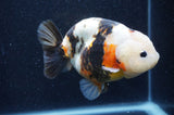 Milk Cow Ranchu  Calico 4.5 Inch (ID#415R10a-90) Free2Day SHIPPING