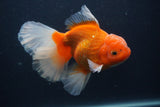 Thai Oranda  Red White 5.5 Inch (ID#0107T2b-72) Free2Day SHIPPING