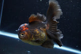 Thai Oranda  Tricolor 5.5 Inch (ID#924To6c-107)