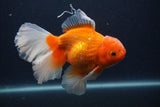 Thai Oranda  Red White 5.5 Inch (ID#0107T2b-72) Free2Day SHIPPING