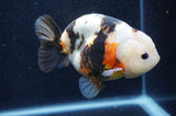 Milk Cow Ranchu  Calico 4.5 Inch (ID#415R10a-90) Free2Day SHIPPING