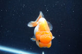 Juvenile Lionchu  Red White 3.5 Inch (ID#1018R11b-33) Free2Day SHIPPING