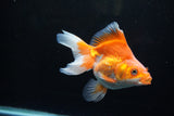 Ryukin Long Tail Red White 5 Inch (ID#1220Ry7b-3) Free2Day SHIPPING