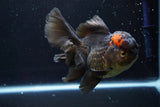 Thai Oranda  Tricolor 5.5 Inch (ID#924To6c-107)