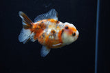 Yuan Bao Oranda  Calico 3.5 Inch (ID#307Yb10b-49) Free2Day SHIPPING