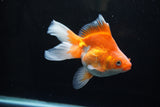 Ryukin Long Tail Red White 5 Inch (ID#1220Ry7b-3) Free2Day SHIPPING